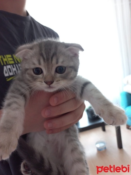 Scottish Fold, Kedi  Duman fotoğrafı