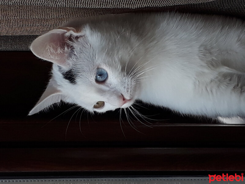 Ankara Kedisi, Kedi  Turşu fotoğrafı