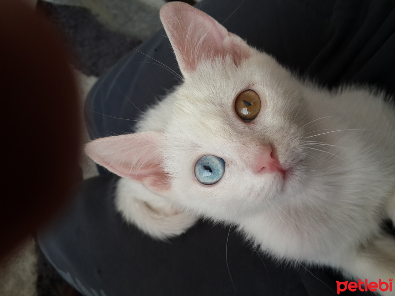 Van Kedisi, Kedi  Pisi Alp fotoğrafı