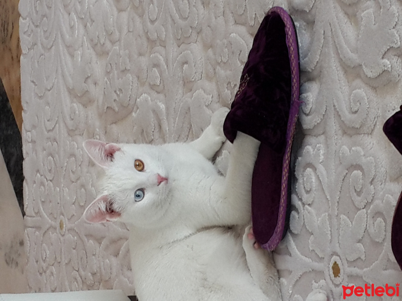 Van Kedisi, Kedi  Pisi Alp fotoğrafı