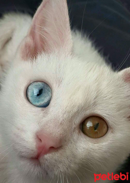 Van Kedisi, Kedi  Pisi Alp fotoğrafı