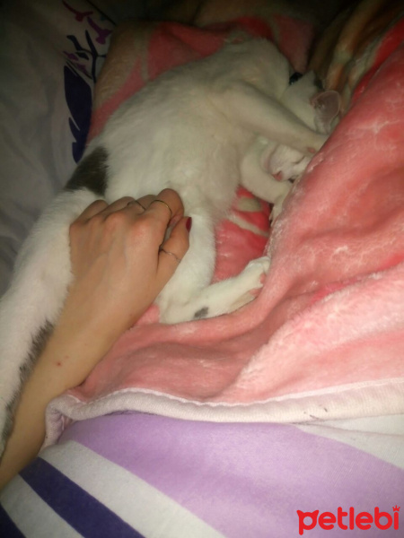Tekir Kedi, Kedi  Çakıl fotoğrafı