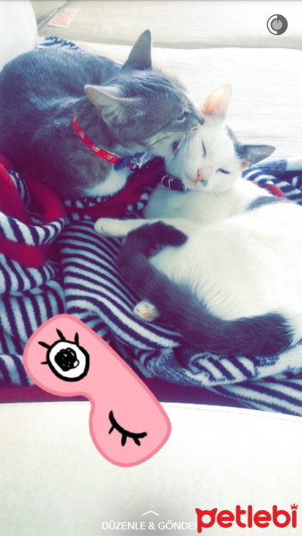 Tekir Kedi, Kedi  Çakıl fotoğrafı