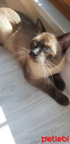 Siyam Kedisi, Kedi  Duman fotoğrafı