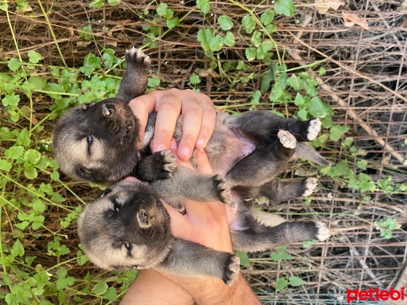 Kangal, Köpek  Fişek fotoğrafı
