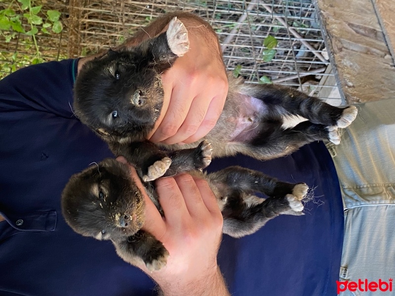 Kangal, Köpek  Fişek fotoğrafı