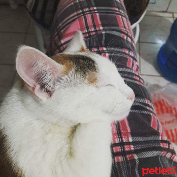 Tekir Kedi, Kedi  Alex fotoğrafı