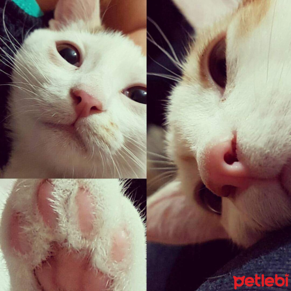 Tekir Kedi, Kedi  Alex fotoğrafı