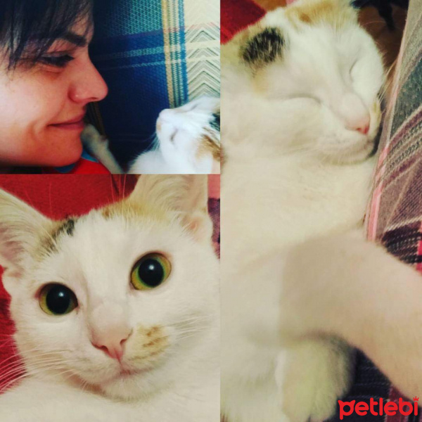 Tekir Kedi, Kedi  Alex fotoğrafı