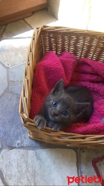 Tekir Kedi, Kedi  Luna fotoğrafı
