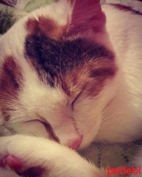 Tekir Kedi, Kedi  Karin fotoğrafı