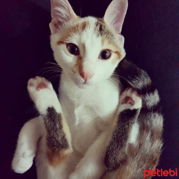 Tekir Kedi, Kedi  Karin fotoğrafı