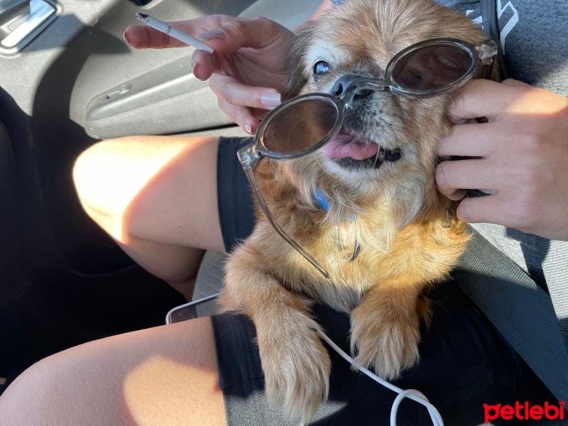 Pekingese, Köpek  Lucy fotoğrafı