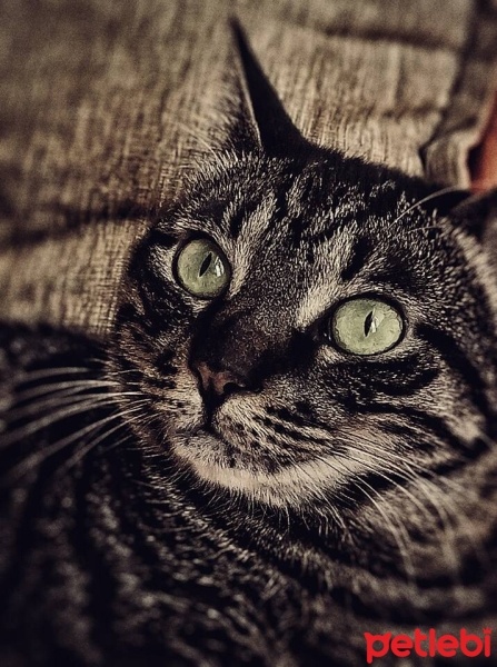 Tekir Kedi, Kedi  Kömür fotoğrafı