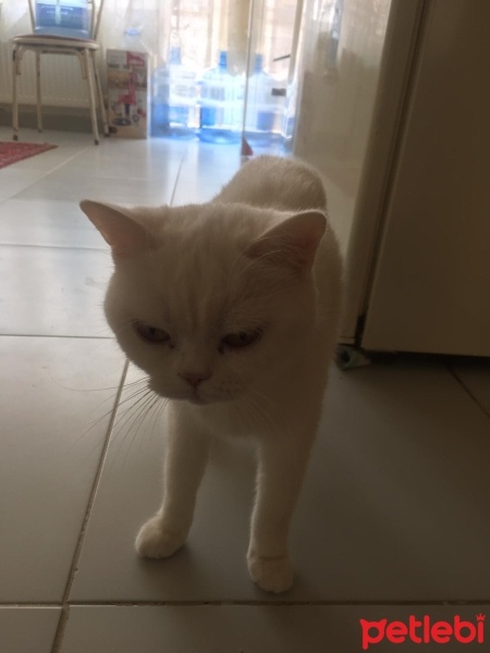 British Shorthair, Kedi  Pamuk fotoğrafı