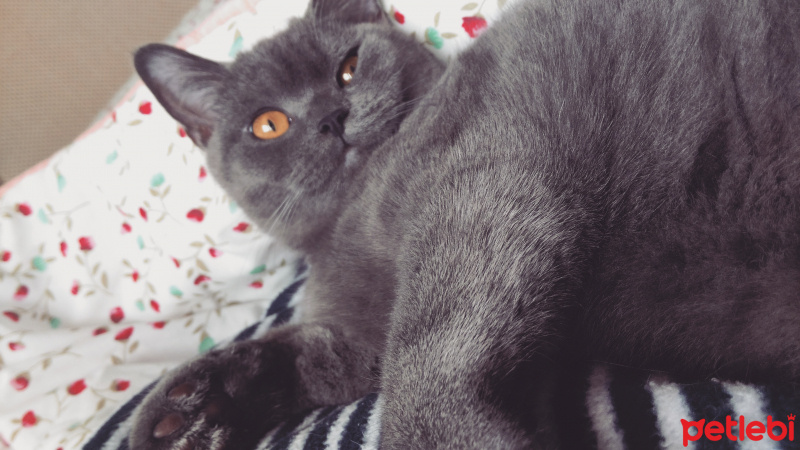 British Shorthair, Kedi  Pera fotoğrafı