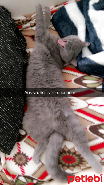 British Shorthair, Kedi  Pera fotoğrafı