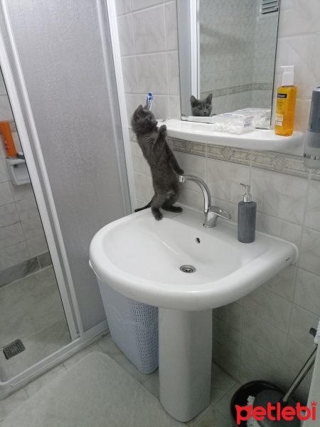 British Shorthair, Kedi  Gümüş fotoğrafı