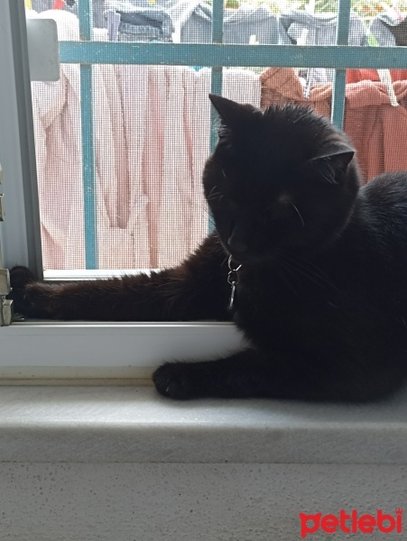 Bombay, Kedi  Gece fotoğrafı
