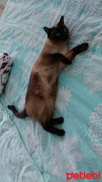 Siyam Kedisi, Kedi  Misha fotoğrafı