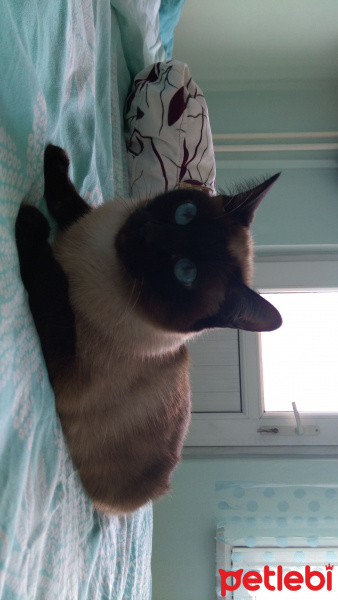 Siyam Kedisi, Kedi  Misha fotoğrafı