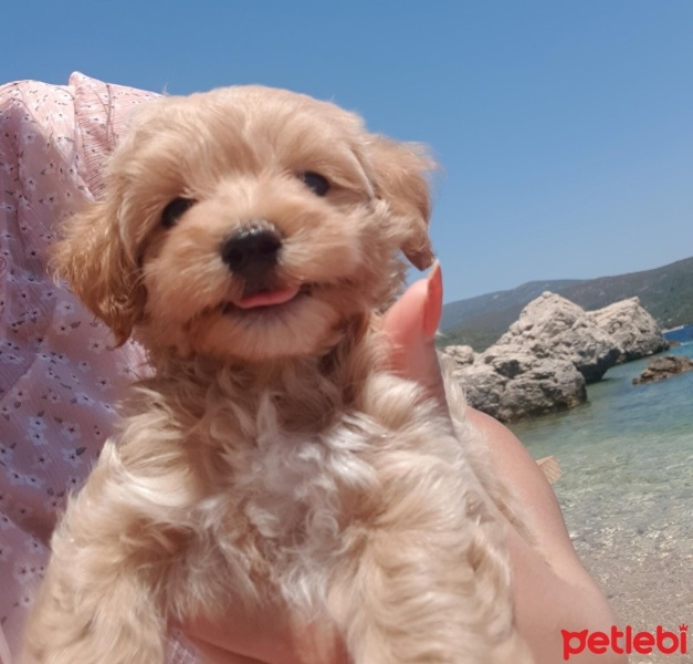 Poodle (Minyatür Kaniş), Köpek  Woody fotoğrafı