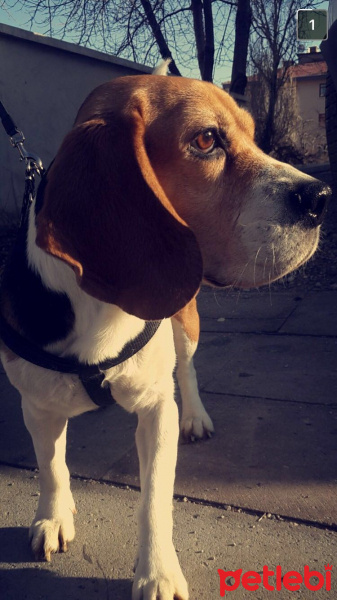 Beagle, Köpek  Paşa fotoğrafı