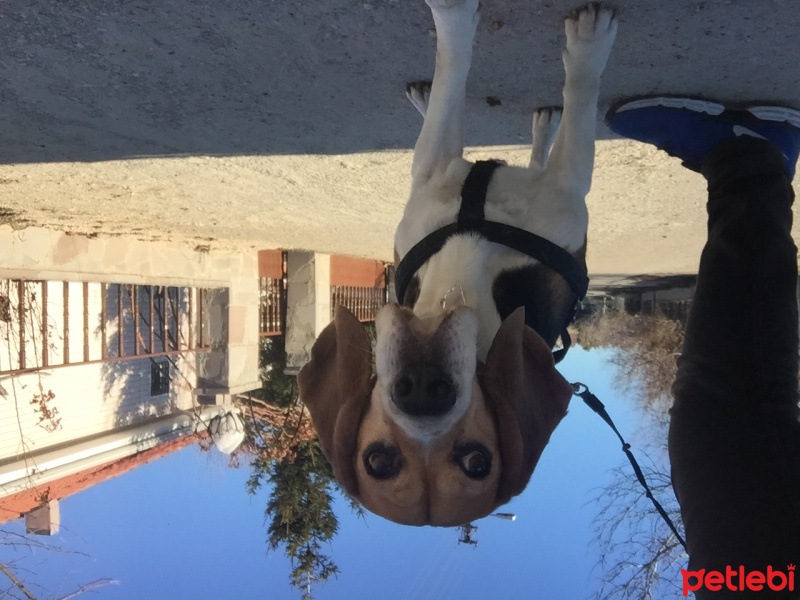 Beagle, Köpek  Paşa fotoğrafı