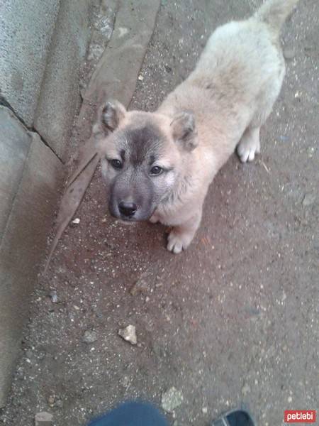 Akbaş, Köpek  usta fotoğrafı