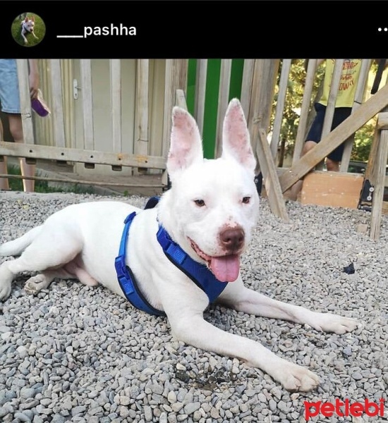 Amerikan Staffordshire Terrier, Köpek  paşa fotoğrafı