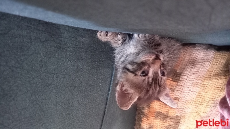 Tekir Kedi, Kedi  Gece fotoğrafı