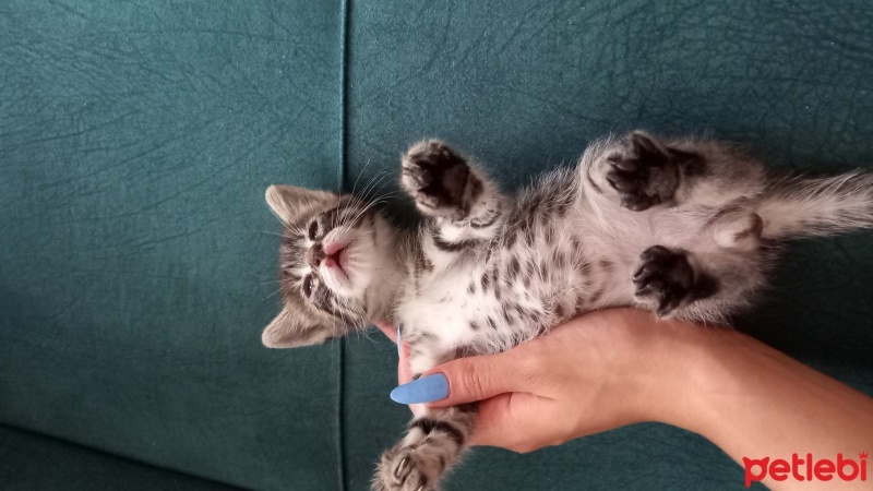 Tekir Kedi, Kedi  Gece fotoğrafı