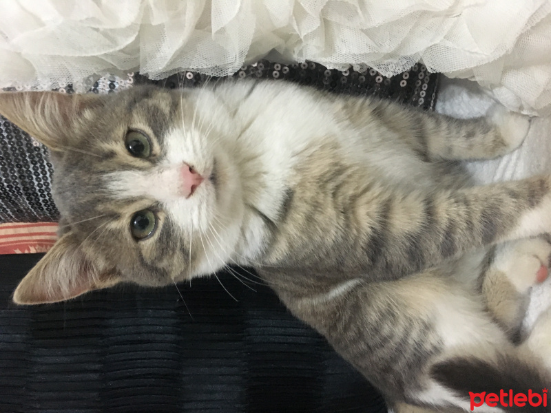 Bombay, Kedi  Miyav fotoğrafı
