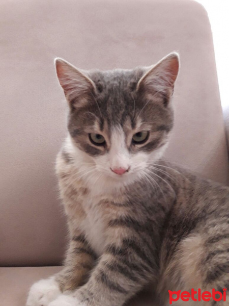 Bombay, Kedi  Miyav fotoğrafı