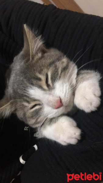 Bombay, Kedi  Miyav fotoğrafı