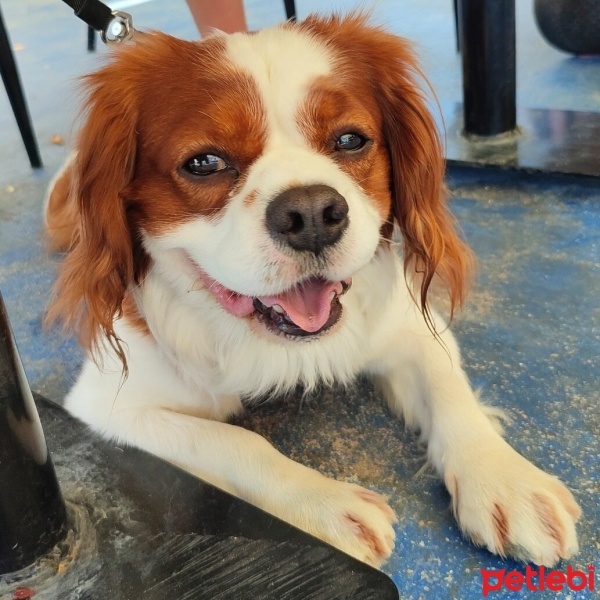 Cavalier King Charles Spanieli, Köpek  BAGİ fotoğrafı
