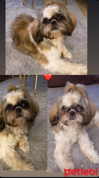 Shih Tzu, Köpek  Sado fotoğrafı