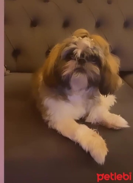 Shih Tzu, Köpek  Sado fotoğrafı