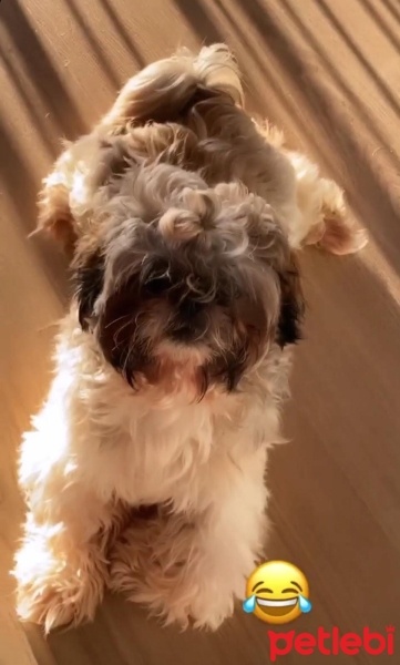 Shih Tzu, Köpek  Sado fotoğrafı