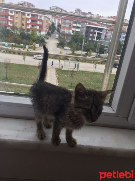 Tekir Kedi, Kedi  LUCKY fotoğrafı