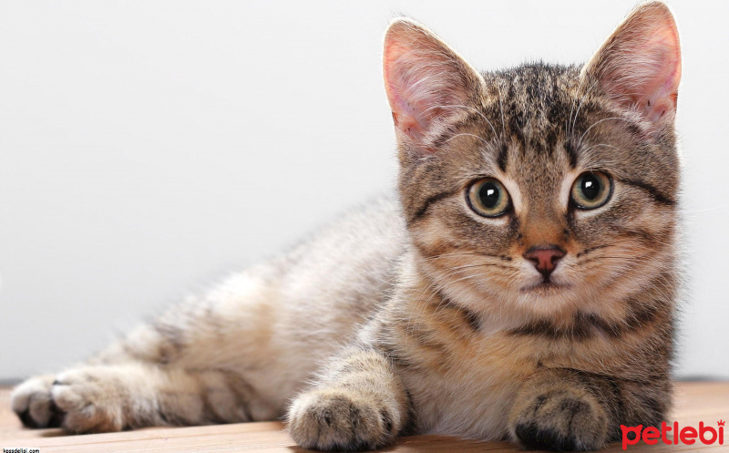 Tekir Kedi, Kedi  PONÇİK fotoğrafı