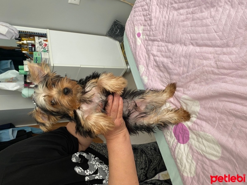 Yorkshire Terrier, Köpek  Tarçın fotoğrafı