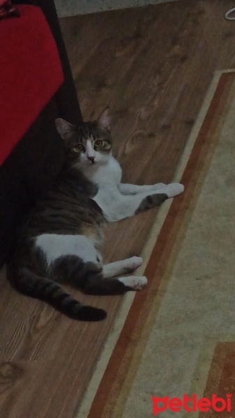 Tekir Kedi, Kedi  Gece fotoğrafı