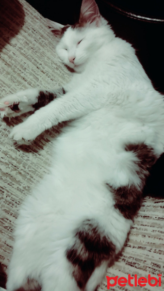 Ankara Kedisi, Kedi  pamuk fotoğrafı