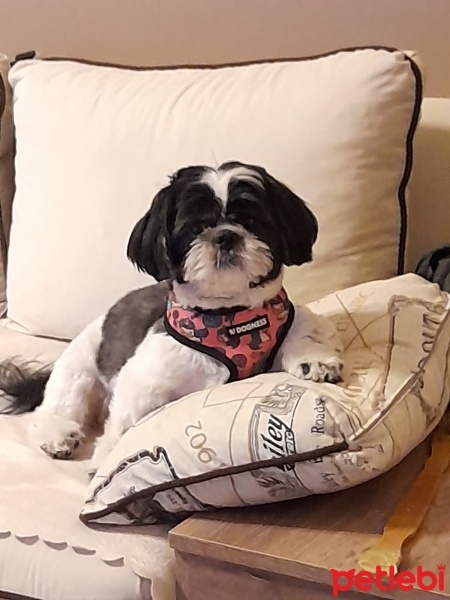 Shih Tzu, Köpek  Lara fotoğrafı