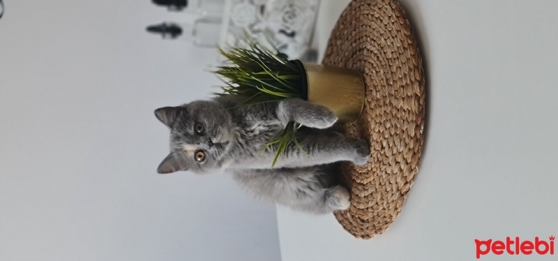 British Shorthair, Kedi  Mia fotoğrafı