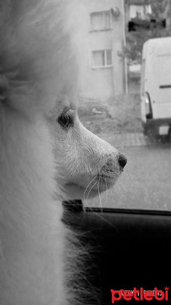 Samoyed, Köpek  Bella fotoğrafı