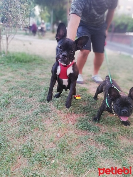 Fransız Bulldog, Köpek  Rocky fotoğrafı