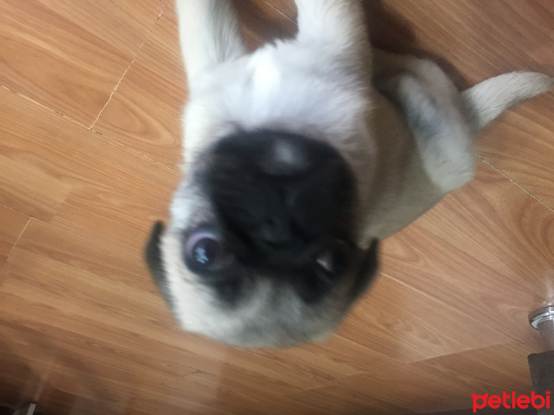Pug, Köpek  Nataşa fotoğrafı