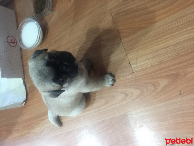 Pug, Köpek  Nataşa fotoğrafı